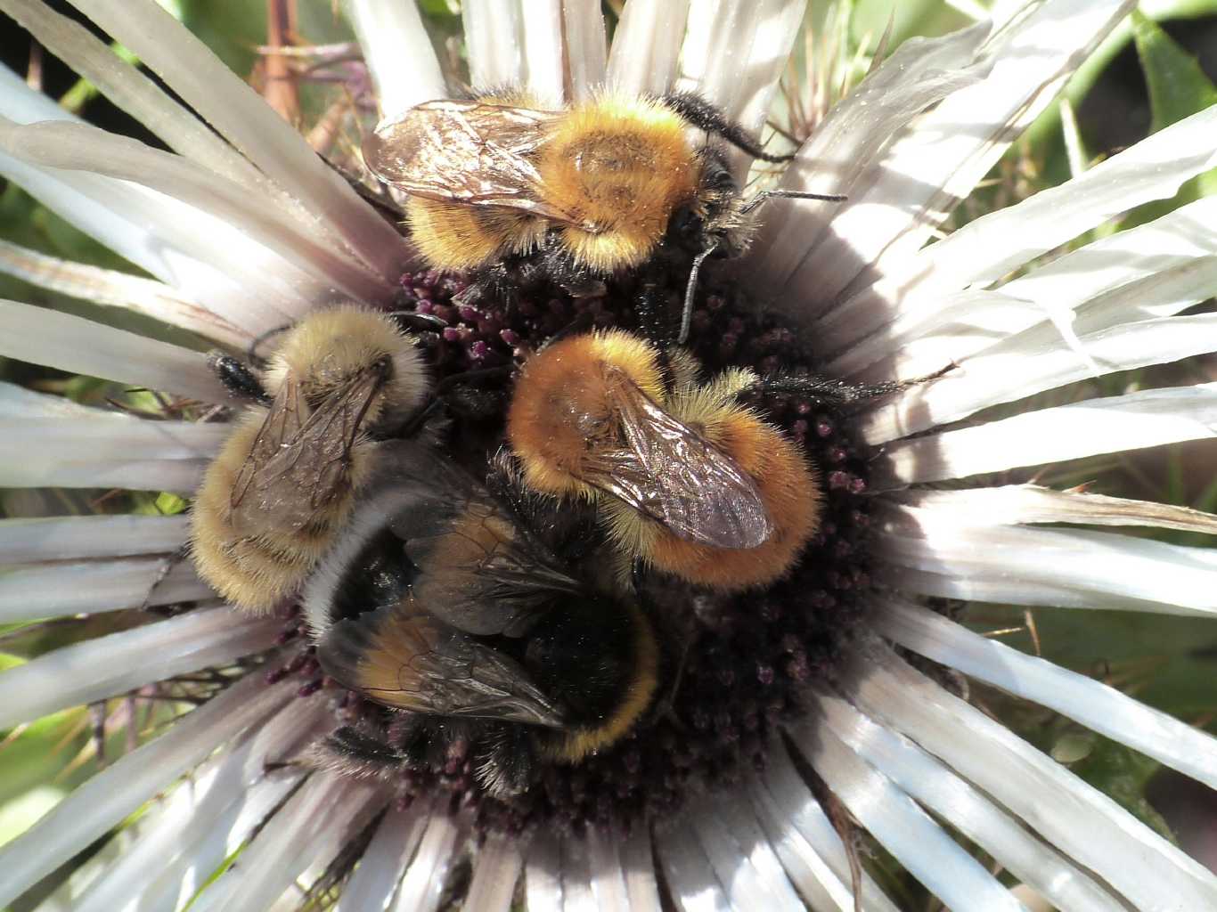 Ma questi sono bombi?